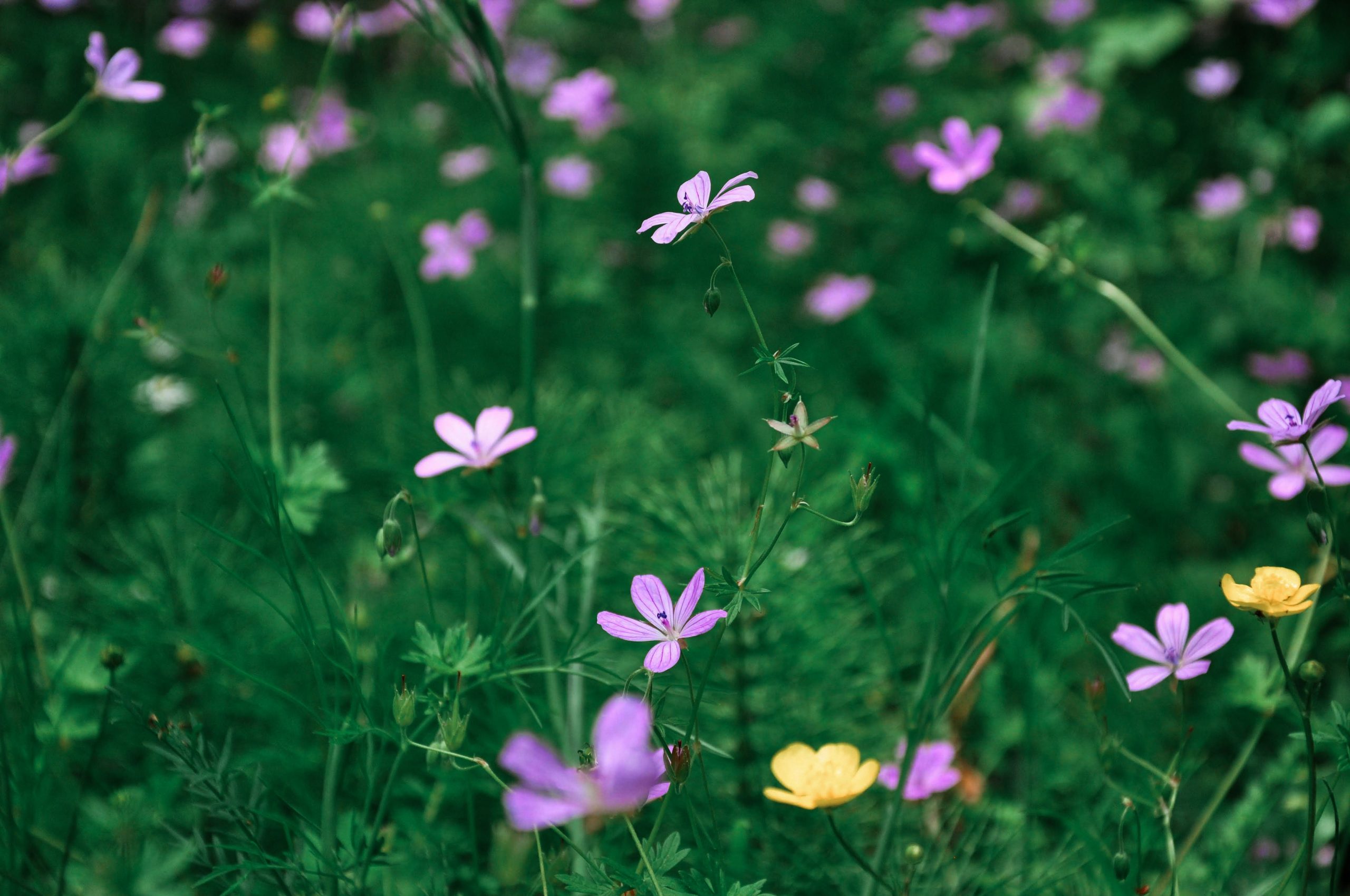 The Beauty Of Nature